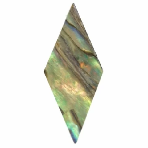 diamond abalone